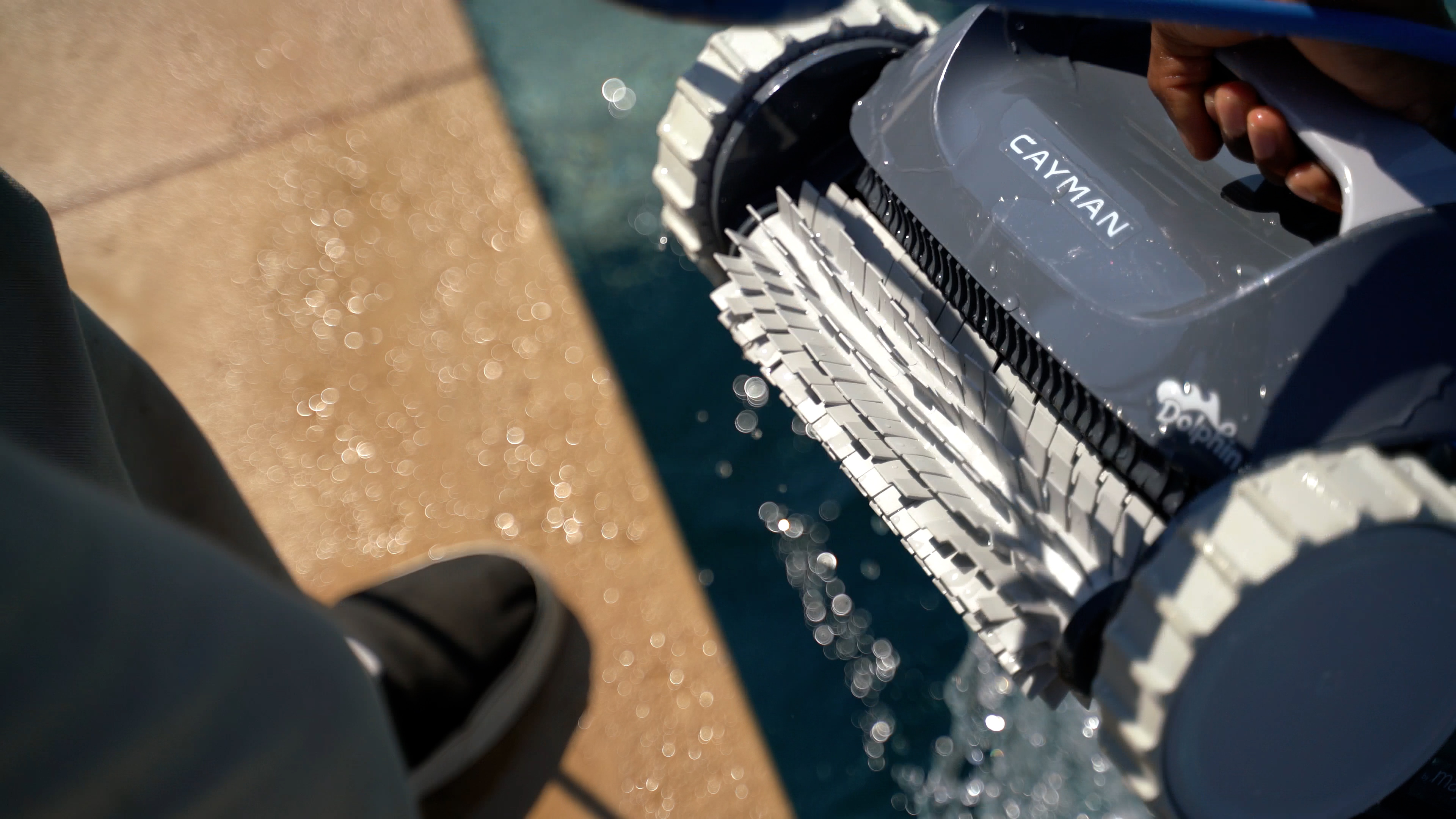 Dolphin Cayman Entering Pool Brushes Splashing Water