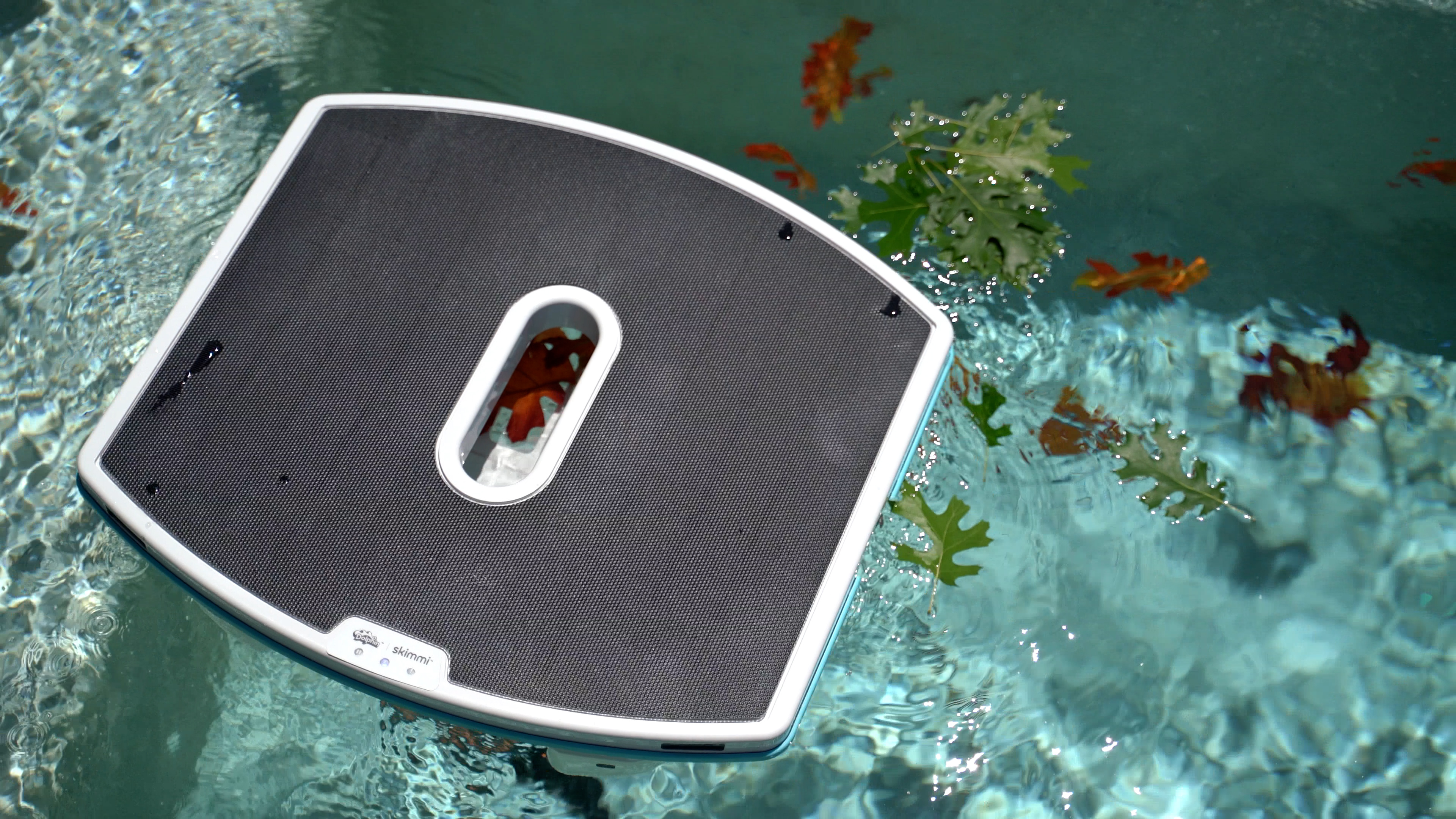 Dolphin Skimmi Floating Collecting Leaves Surface Closeup View