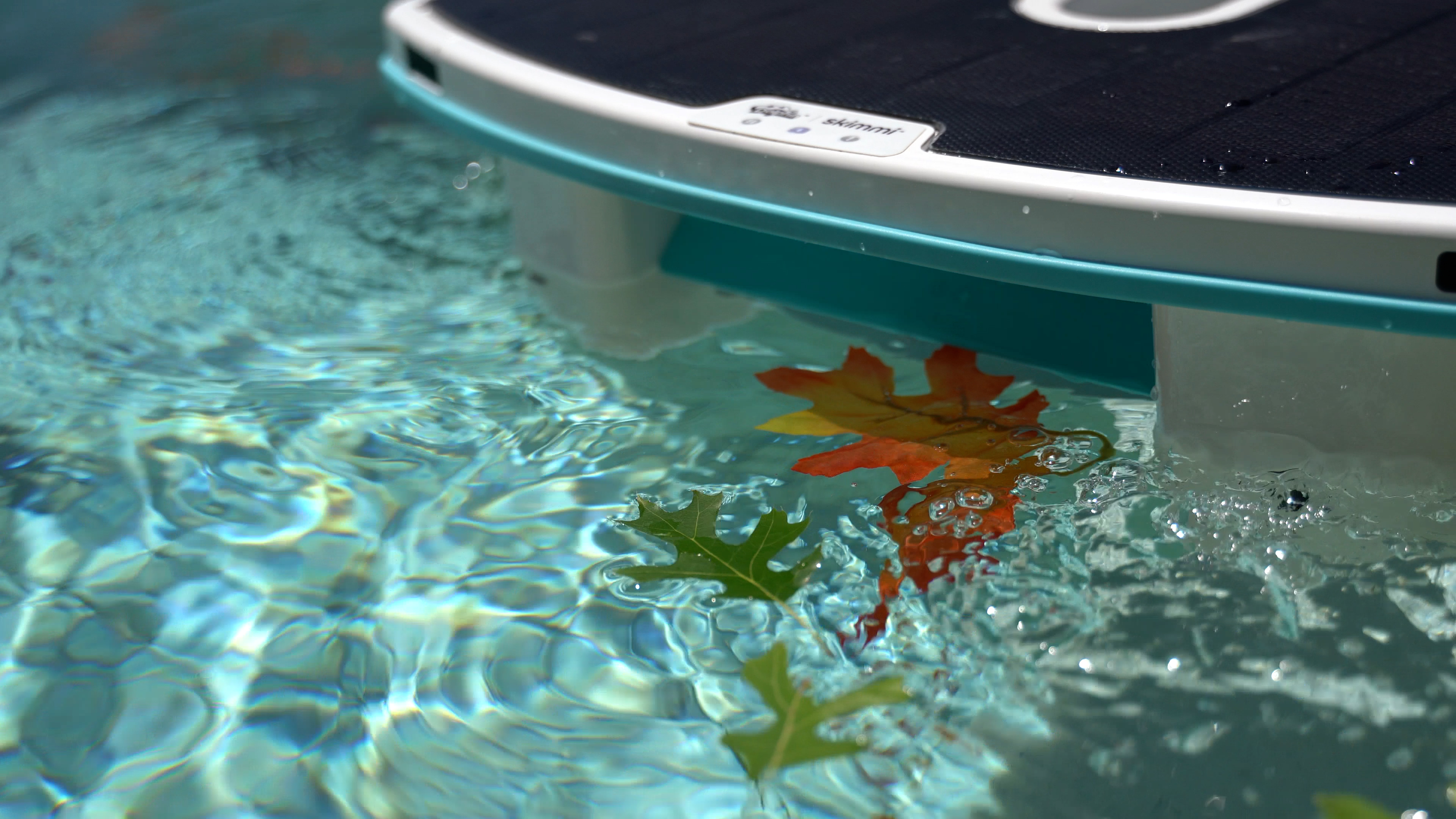 Dolphin Skimmi Floating Near Autumn Leaves Pool Water