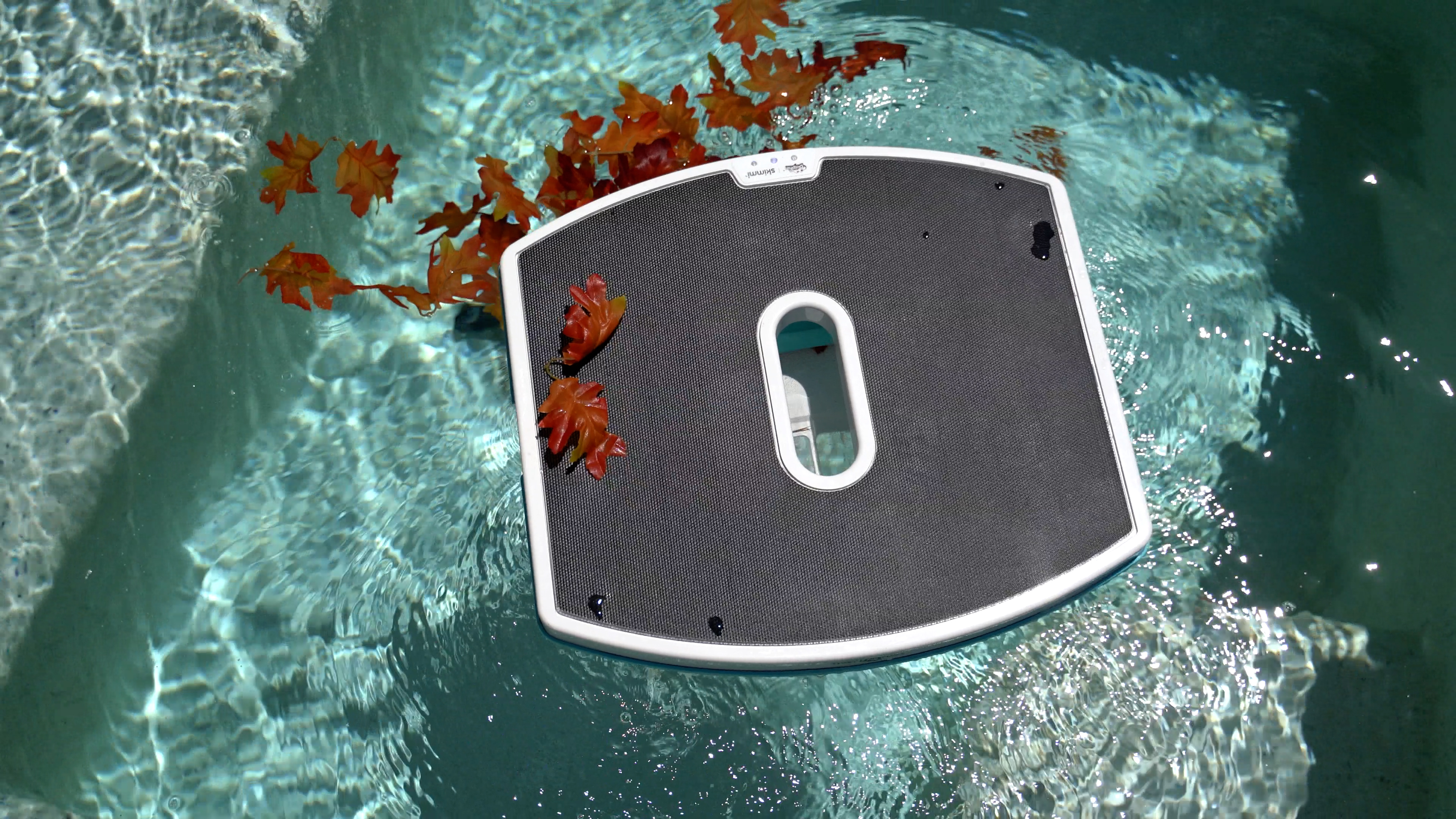 Dolphin Skimmi Floating Surface Collecting Maple Leaves Top View
