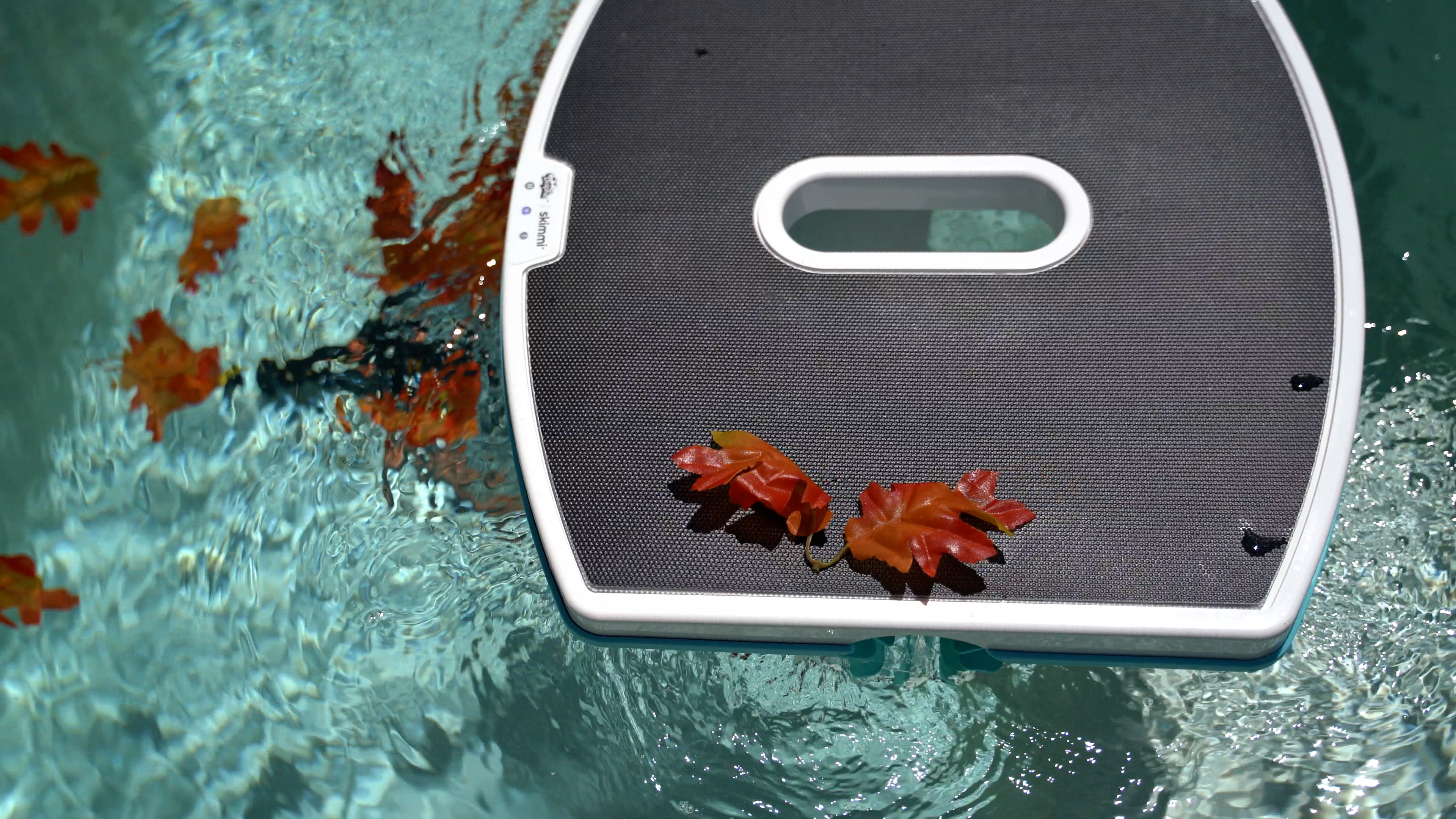 Dolphin Skimmi Floating Surface Collecting Orange Leaves Top Angle