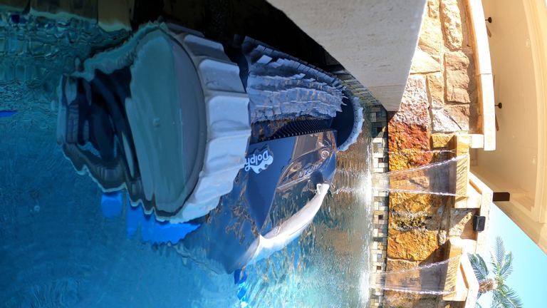 Dolphin Cayman Partially Submerged Near Pool Waterfall
